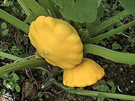 Sunburst Squash (19 July)